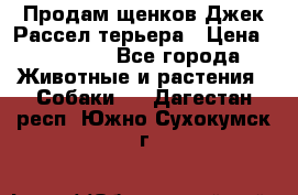 Продам щенков Джек Рассел терьера › Цена ­ 25 000 - Все города Животные и растения » Собаки   . Дагестан респ.,Южно-Сухокумск г.